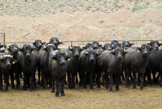 هشدار فائو درباره طاعون گاوی