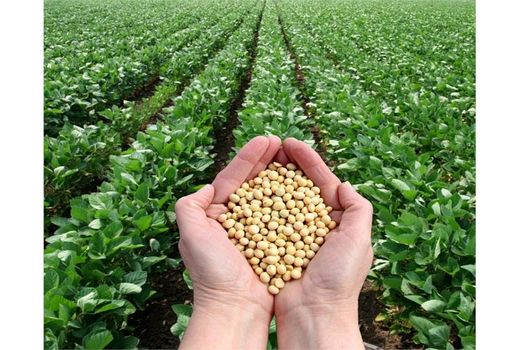 پیش بینی تولید 350 تن سویا در جویبار