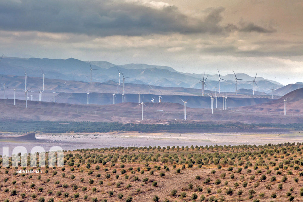  باغ بزرگ زیتون‌کشور در منجیل