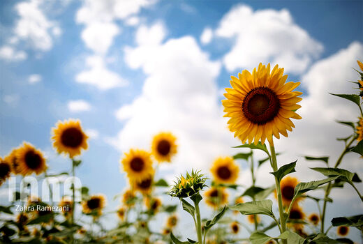 مزارع گل آفتابگردان در گرگان