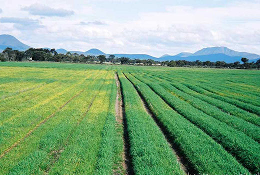 آغاز کشت گندم در ۱۵ هزار هکتار از اراضی داراب 