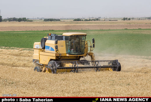 کاهش 1.8 درصدی ضایعات کمباین در مزارع گندم استان زنجان