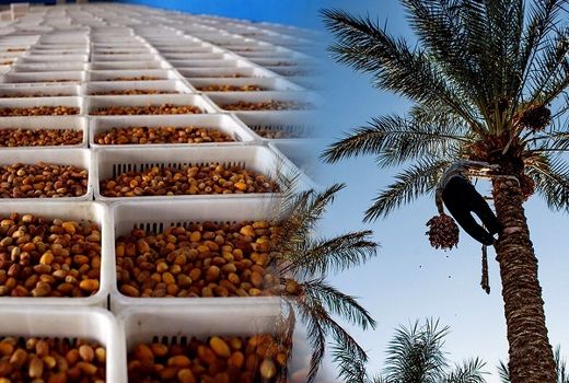 بوشهر میزبان بزرگ‌ترین رویداد صنعت خرما کشور 