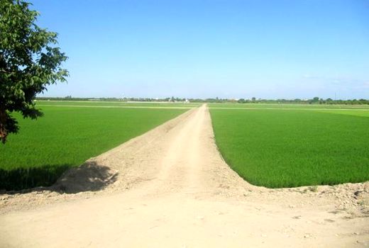 150 هکتار شالیزار جویبار تجهیز و نوسازی شد/ هزینه 51 میلیاردی دولت