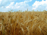 پیش بینی افزایش ۳۰۰ هزار تُنی تولید گندم در کردستان
