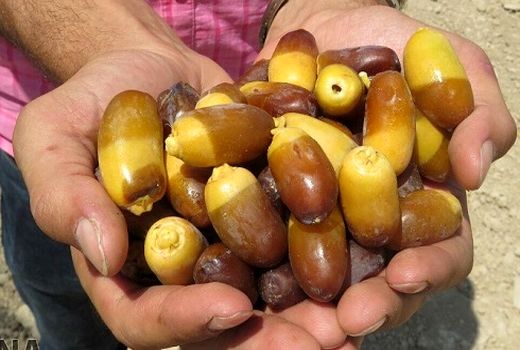 تهیه و ارائه طرح امکان سنجی و نیازسنجی صنایع کوچک روستایی جهت بهینه سازی و جذب سرمایه‌گذاران بخش کشاورزی 