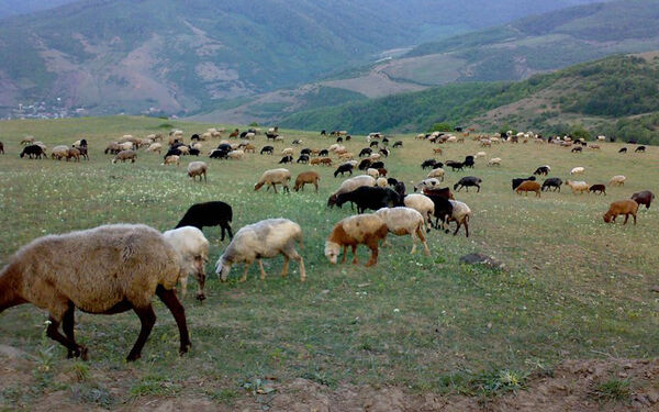 مدیریت بهینه مراتع با رویکرد توسعه پایدار