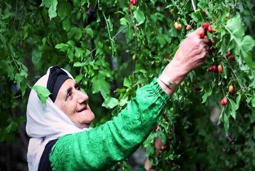 برداشت زغال اخته- قزوین