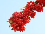 تولید بالغ بر 22هزار تن زرشک در خراسان جنوبی
