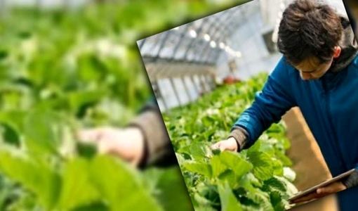 فاصله تحقیق تا مزرعه؛ چالش پنهان بهره‌وری در کشاورزی