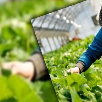 فاصله تحقیق تا مزرعه؛ چالش پنهان بهره‌وری در کشاورزی