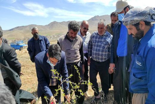 برگزاری دوره مهارتی تغذیه باغات ویژه باغداران طرح بزرگ سودجان