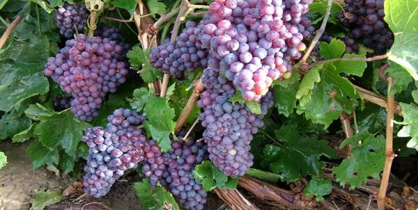 پیش‌بینی برداشت بیش از 126 هزارتن انگور از مزارع کردستان