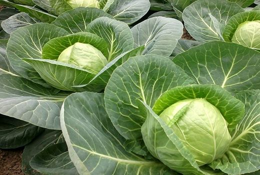 ۲۸۰۰ تن کلم در مزارع کشاورزی شهرستان البرز تولید می شود