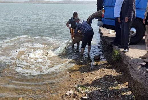 رها سازی ۴۵۰ هزار قطعه بچه ماهی گرمابی در مخزن سد خداآفرین