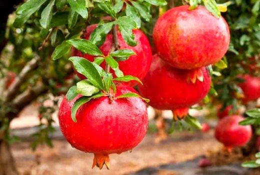 برداشت انار از 250هکتار از باغات شهرستان پاکدشت