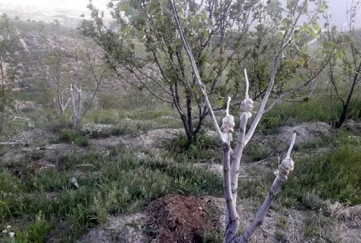 طرح سرشاخه کاری درختان گردو شهرستان کوهرنگ ادامه دارد