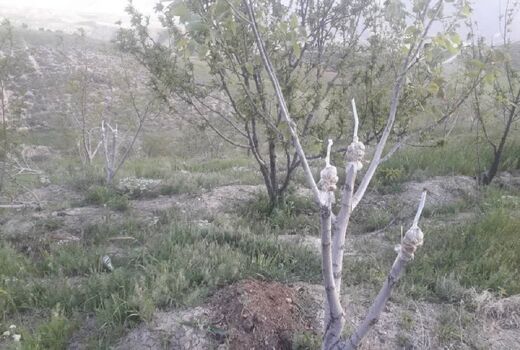 طرح سرشاخه کاری درختان گردو شهرستان کوهرنگ ادامه دارد