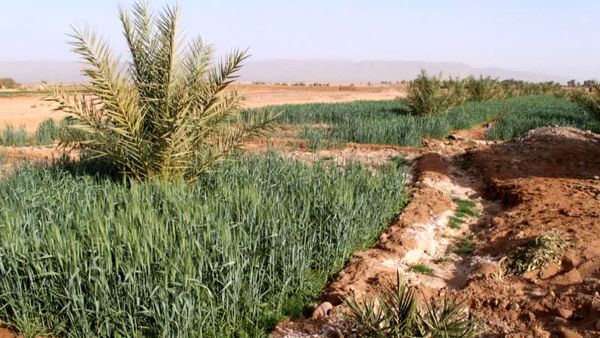شوری آب و خاک به مرز هشدار رسید / بیش از ۱۰ میلیون هکتار اراضی کشاورزی در معرض تهدید