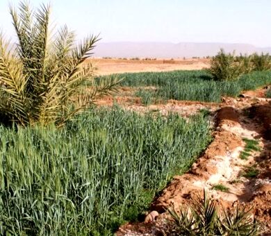 شوری آب و خاک به مرز هشدار رسید / بیش از ۱۰ میلیون هکتار اراضی کشاورزی در معرض تهدید