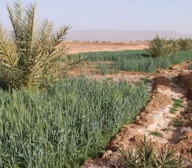 شوری آب و خاک به مرز هشدار رسید / بیش از ۱۰ میلیون هکتار اراضی کشاورزی در معرض تهدید