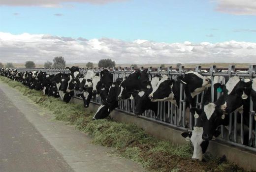 گوساله‌های پروار در واحد‌های پرواربندی اصفهان آماده عرضه است