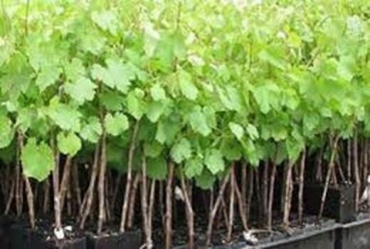 نهال‌های بدون شناسه در خراسان شمالی جمع‌آوری می‌شوند