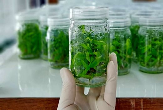 موانع تولید و تجاری‌سازی فناوری کشت بافت در کشور شناسایی می‌شود