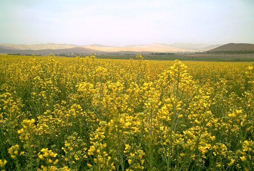 افزایش 400 درصدی سطح  زیر کشت کلزا در چهارمحال و بختیاری