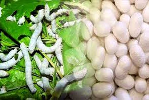 تولید ۱۷۰۰ تن پیله تر در پرورش بهاره سال جاری