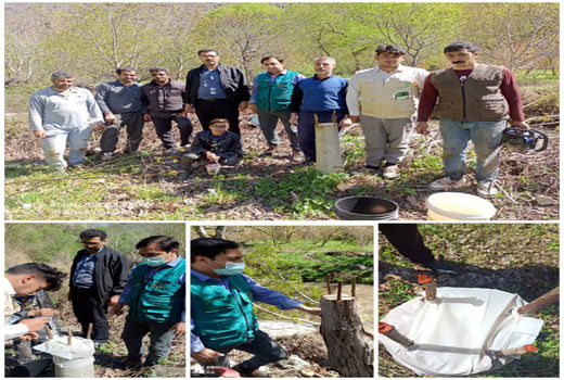 تعویض تاج درختان گردو و استفاده از ارقام مناسب؛ راهکار نجات درختان گردو در برابر سرما