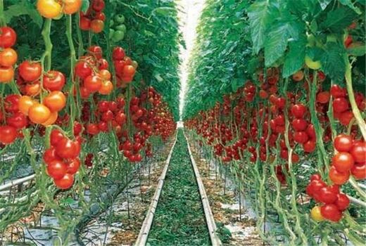 نوآوری‌ در مزرعه برای حفظ محیط زیست