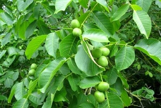 استفاده از کودهای پتاسه راهی برای احیاء باغات گردو