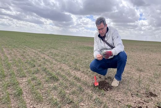 کاهش بارندگی و افزایش دما، دو چالش اصلی پیشروی دیم‌زارها