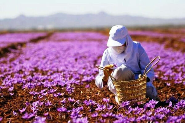  صدور 14 پروانه گردشگری کشاورزی در استان آذربایجان شرقی