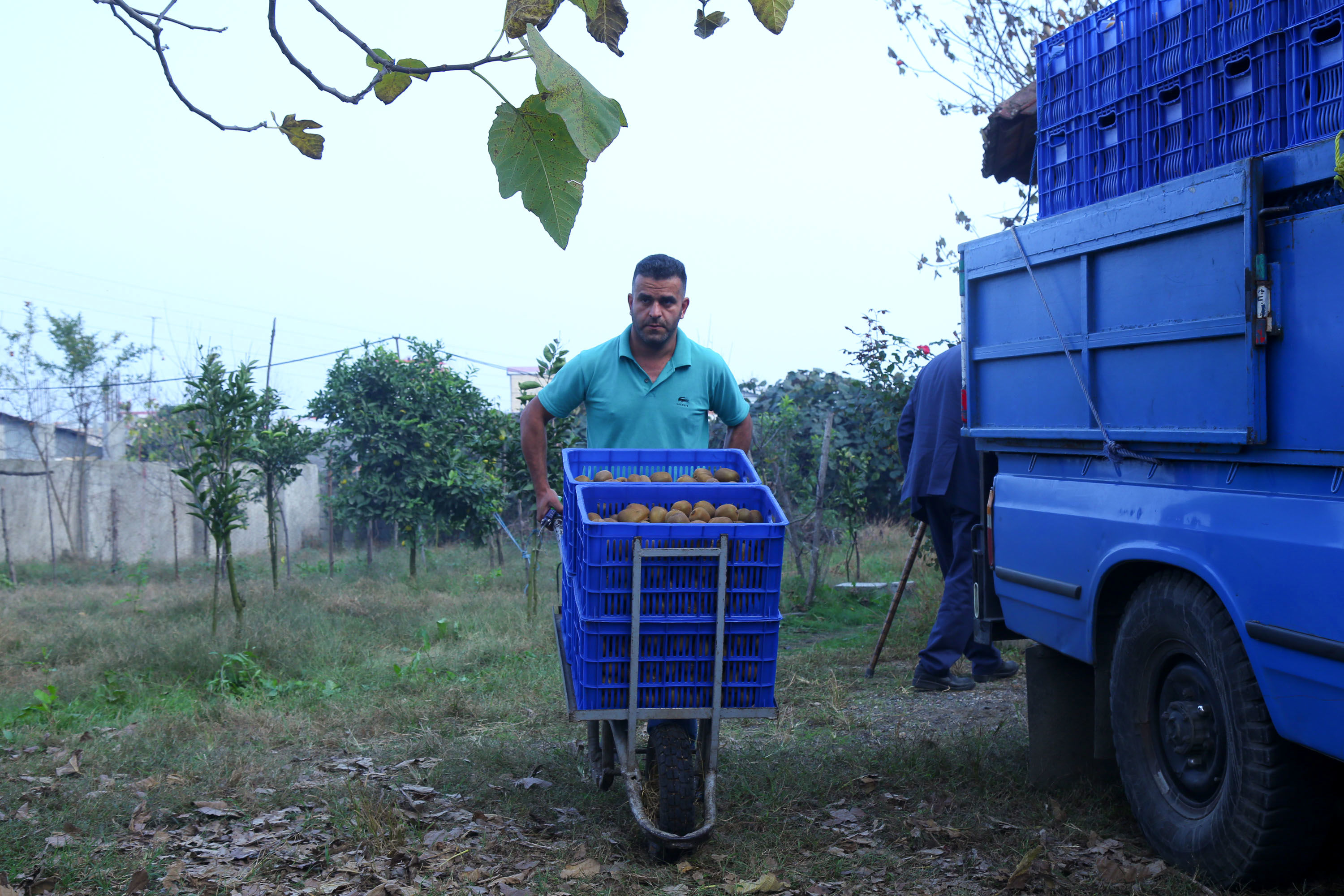  میوه ای شگفت انگیز به نام کیوی 