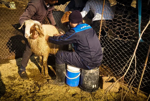 آغاز واکسیناسیون رایگان طاعون نشخوارکنندگان کوچک و آبله در هویزه