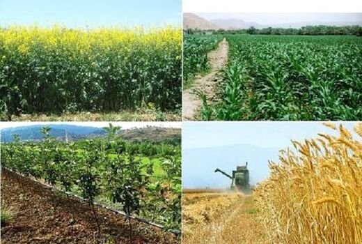 بالاترین سطح زیر کشت محصولات پاییزه کشور در استان خوزستان