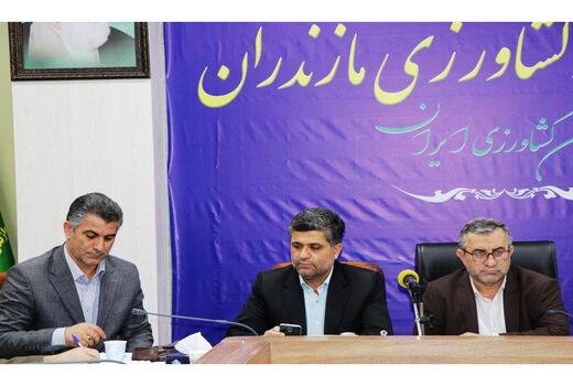 مازندران پیشگام در تولید و تامین گوشت مرغ است