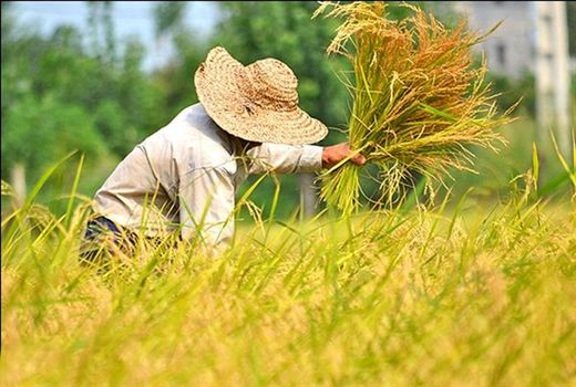 انگیزه‌های اقتصادی نقش کلیدی در پذیرش الگوی کشت دارد

