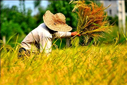 انگیزه‌های اقتصادی نقش کلیدی در پذیرش الگوی کشت دارد

