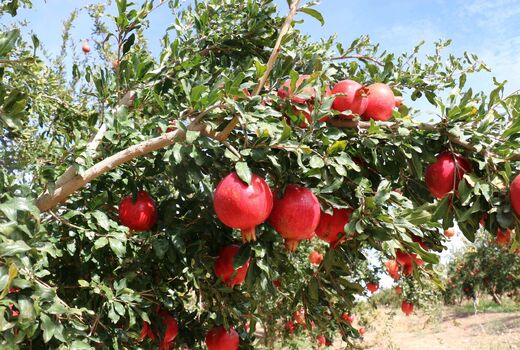 کاهش خسارت آفت مگس مدیترانه‌ای در باغات انار یزد