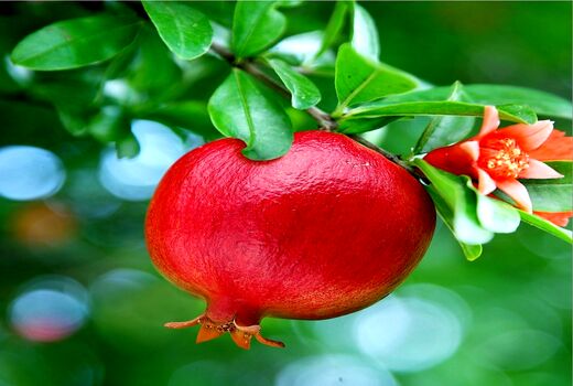 صادرات  ۵.۲۷ میلیون دلاری انار در سال 99