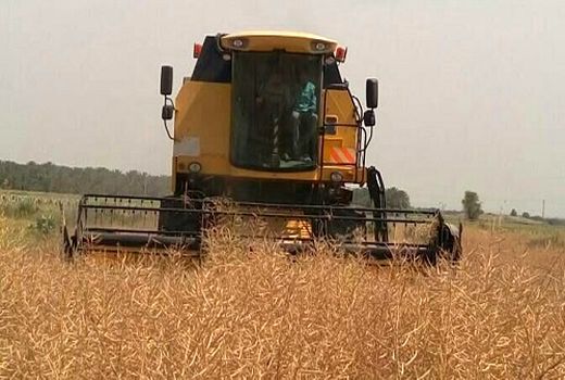 پیش‌بینی تولید ۸ هزار و ۷۰۰ تن کلزا در استان کردستان