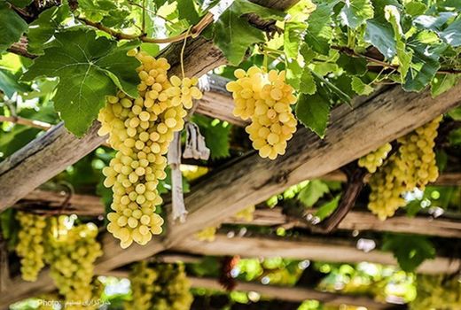 پیش بینی برداشت ۱۷۷ هزار تُن انگور در تاکستان‌های خراسان شمالی 