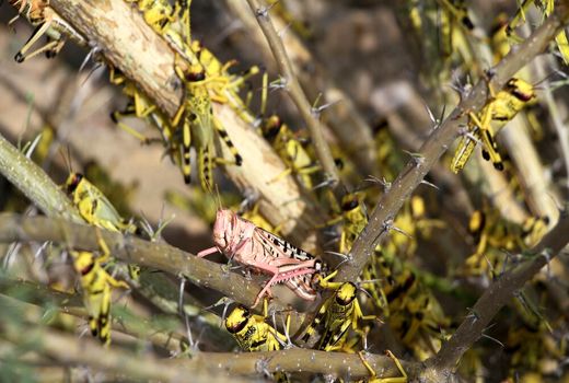 مبارزه با ملخ در بیش از ۱۰ هزار هکتار از اراضی استان بوشهر 