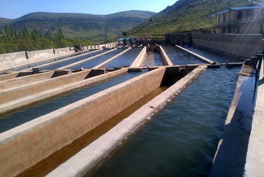 تکثیر خارج از فصل ماهی قزل آلا در فارس 