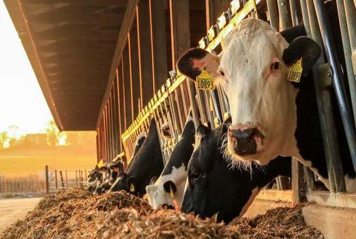 صادرات مواد ژنتیکی دام سنگین تولید ایران به افغانستان آغاز شد