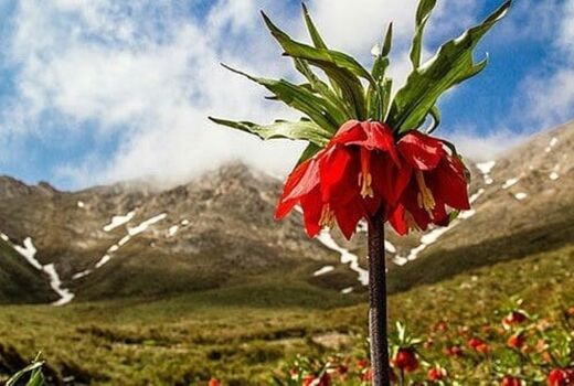  قُرق دشت لاله واژگون منطقه بنواستکی کوهرنگ
