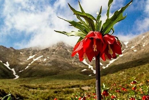  قُرق دشت لاله واژگون منطقه بنواستکی کوهرنگ